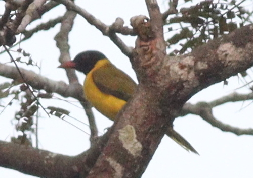 Black-winged Oriole (Oriolus nigripennis), photo 10