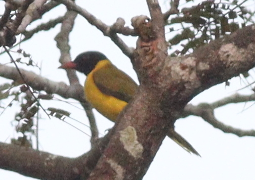 Black-winged Oriole (Oriolus nigripennis), photo 9