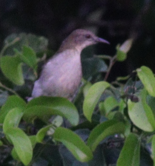 Slender-billed Greenbul (Stelgidillas gracilirostris), photo 4