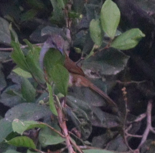 Slender-billed Greenbul (Stelgidillas gracilirostris), photo 5