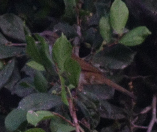 Slender-billed Greenbul (Stelgidillas gracilirostris), photo 6