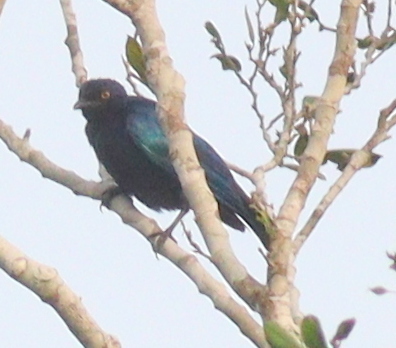 Copper-tailed Starling (Hylopsar cupreocauda), photo 1