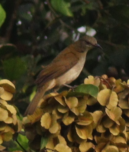 Slender-billed Greenbul (Stelgidillas gracilirostris), photo 8