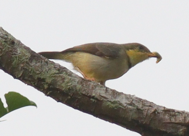 Rufous-crowned Eremomela illustration