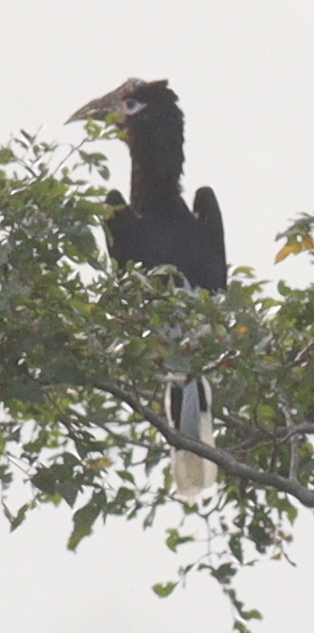 Brown-cheeked Hornbill (Bycanistes cylindricus), photo 2