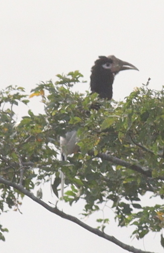 Brown-cheeked Hornbill (Bycanistes cylindricus)