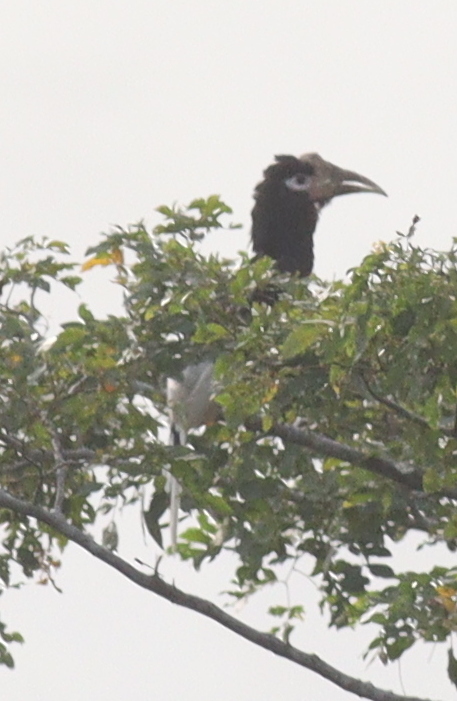 Brown-cheeked Hornbill (Bycanistes cylindricus), photo 1