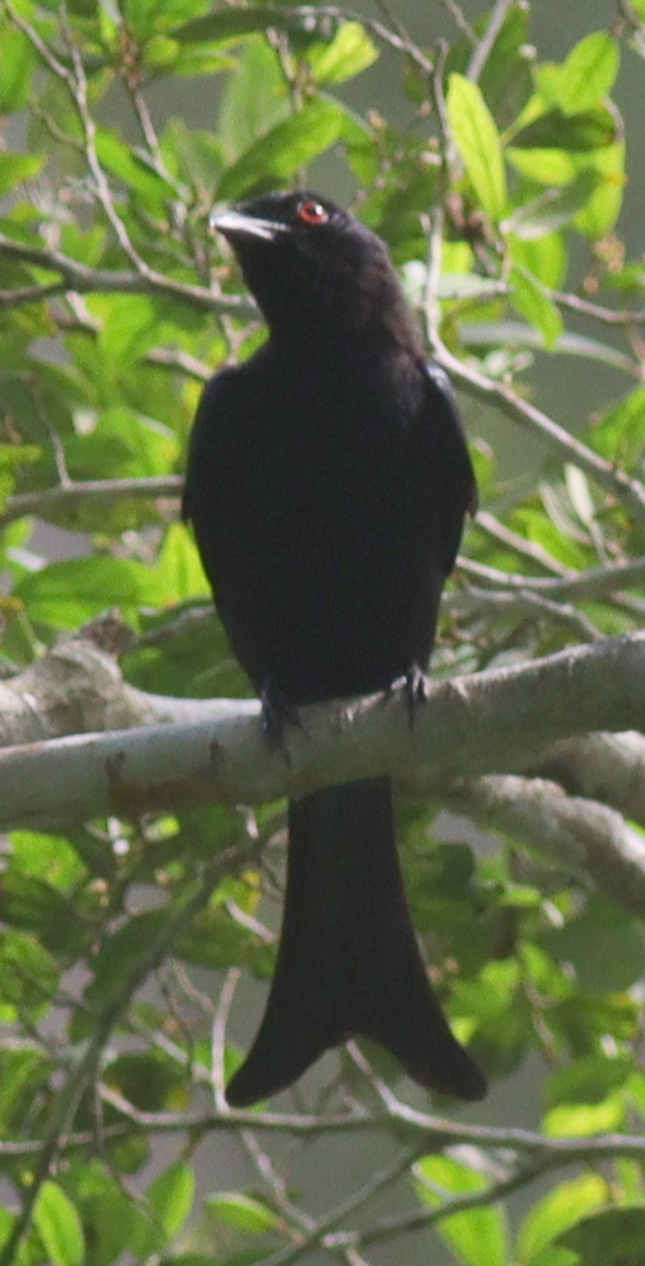 Velvet-mantled Drongo illustration
