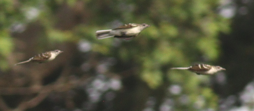 Spotted Greenbul (Ixonotus guttatus), photo 7