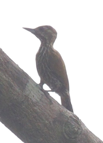 Melancholy Woodpecker (Dendropicos lugubris)