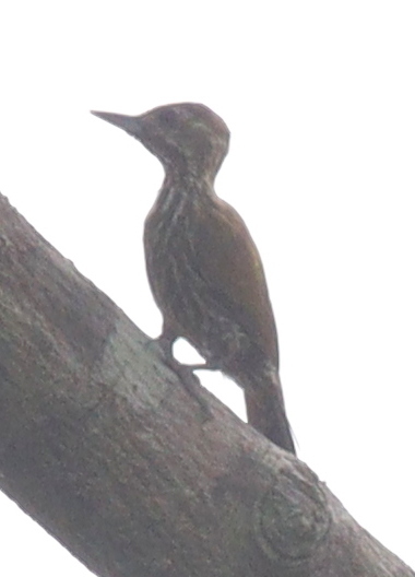 Melancholy Woodpecker illustration