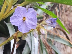 Solanum glutinosum, photograph Maria Luisa Bravo Alarcon, CC BY, iNaturalist via GBIF