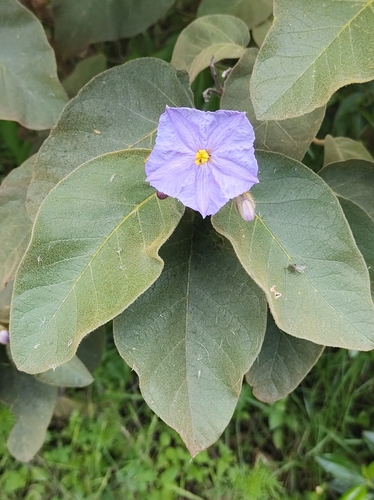 Solanum glutinosum, photograph 6