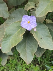 Solanum glutinosum, photograph Maria Luisa Bravo Alarcon, CC BY, iNaturalist via GBIF