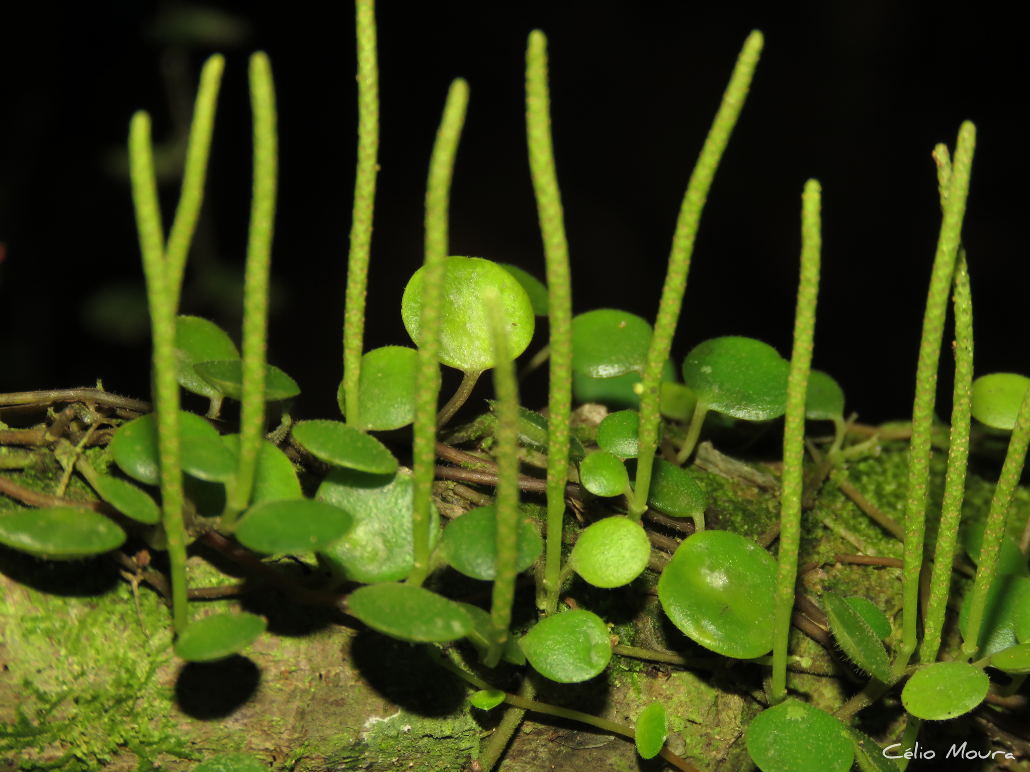 Imagem de Peperomia Hope