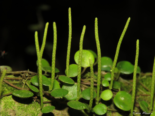 Foto de Peperomia Hope