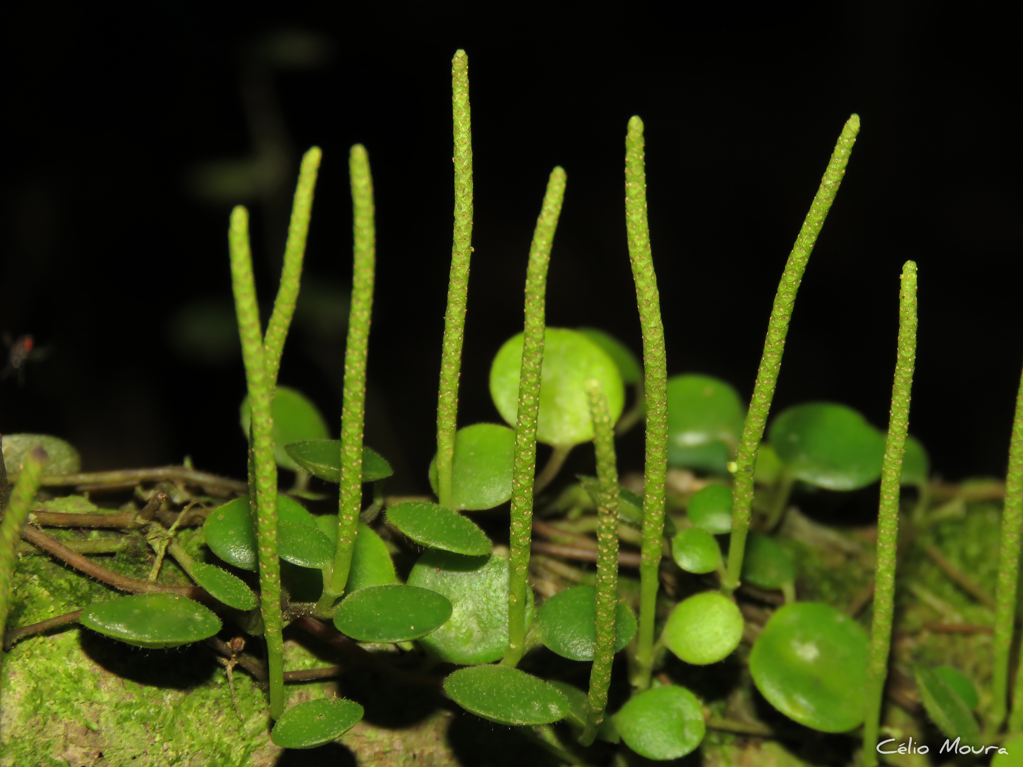 Imagem de Peperomia Hope