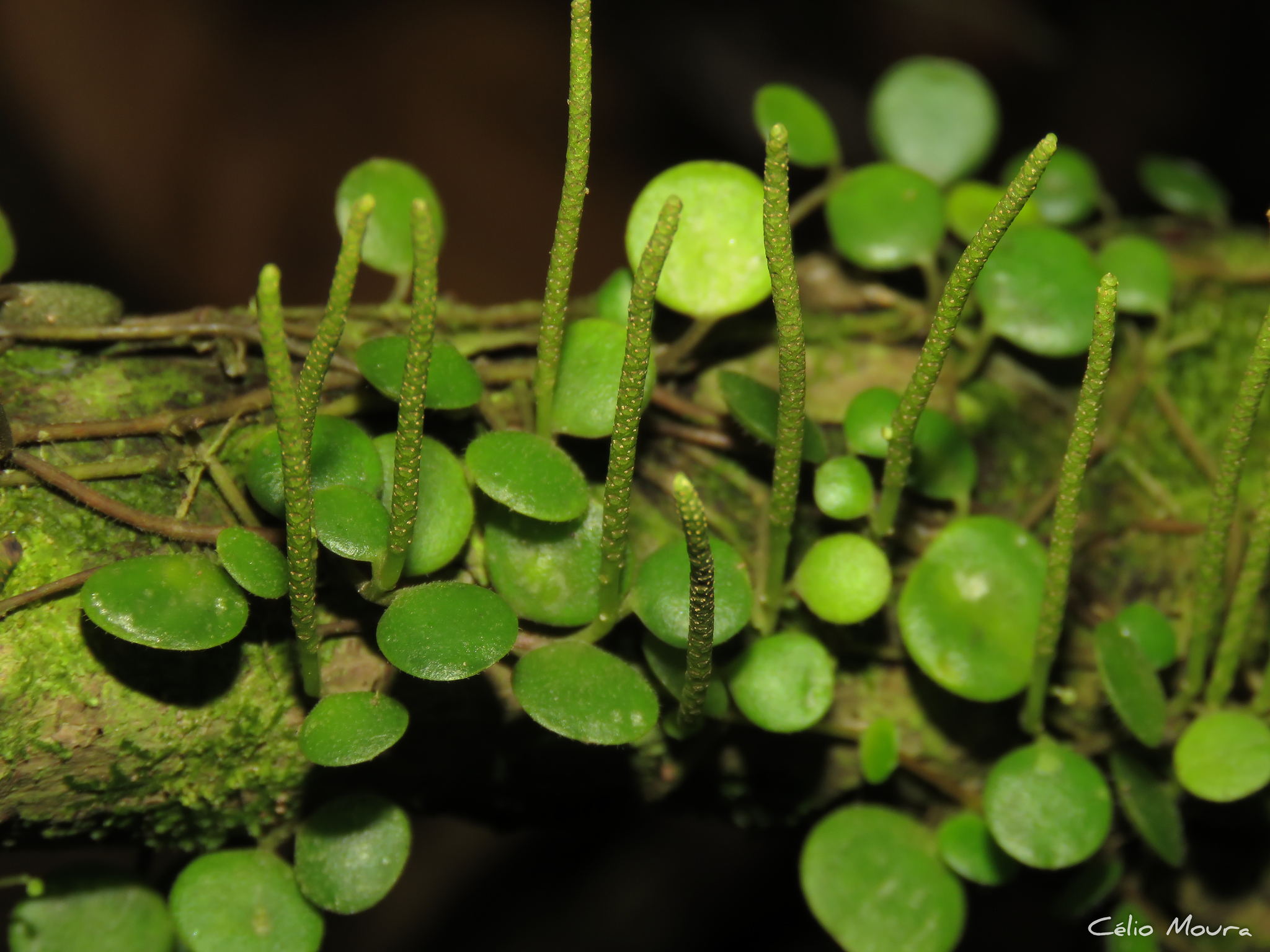Imagem de Peperomia Hope