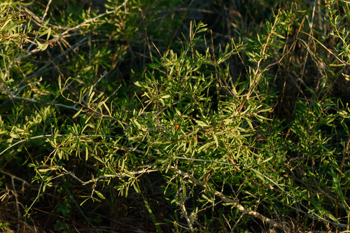Lycium berlandieri var. berlandieri