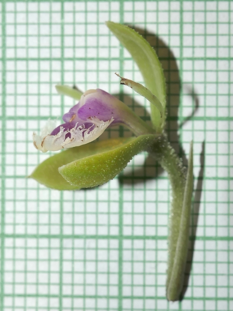 Epidendrum sodiroi