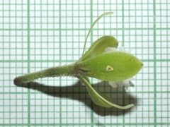 Daniel Mesa, CC BY, iNaturalist via GBIF Epidendrum sodiroi, photograph Daniel Mesa, CC BY, iNaturalist via GBIF