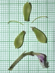 Daniel Mesa, CC BY, iNaturalist via GBIF Epidendrum sodiroi, photograph Daniel Mesa, CC BY, iNaturalist via GBIF