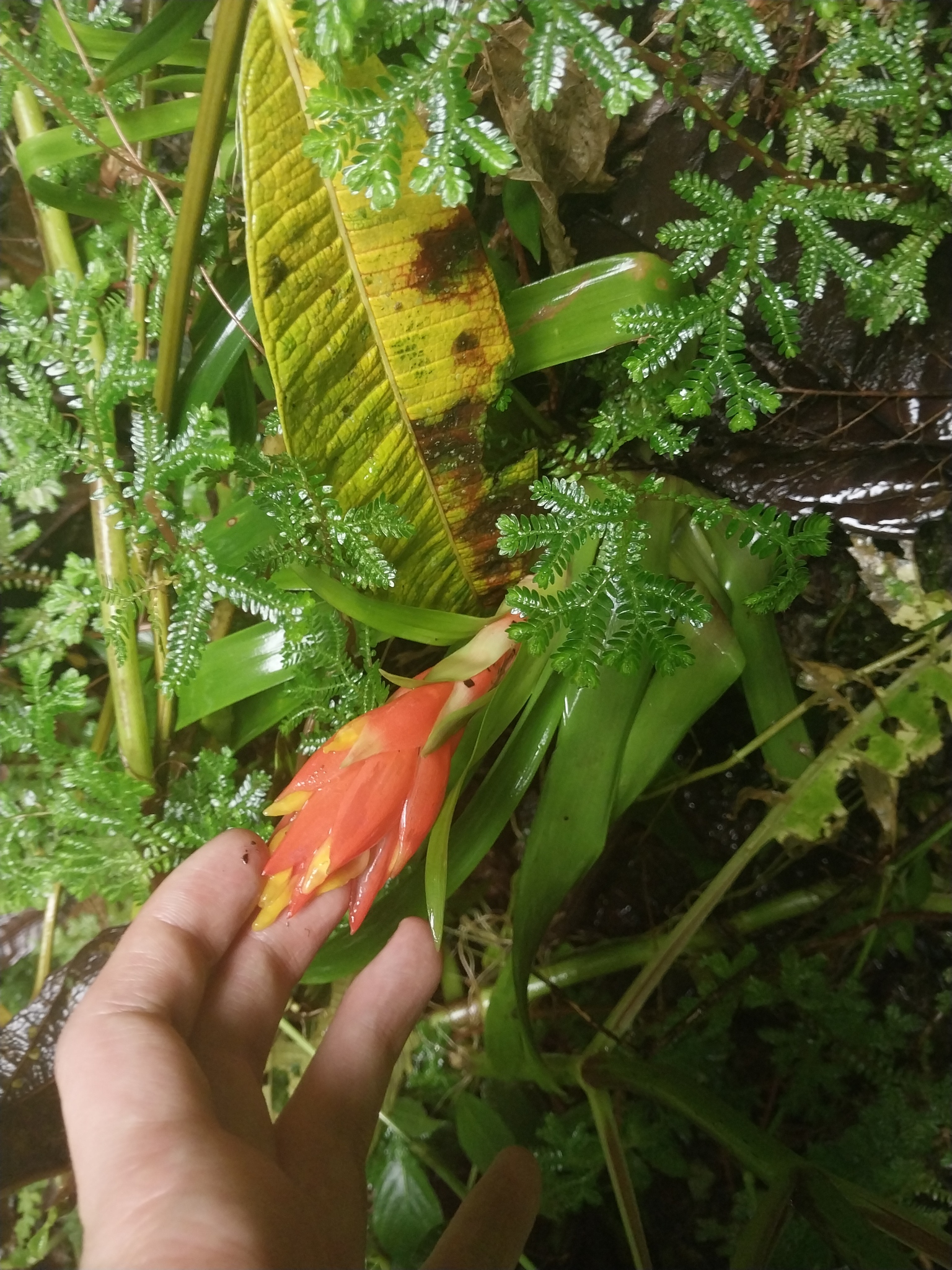 Imagem de Guzmania