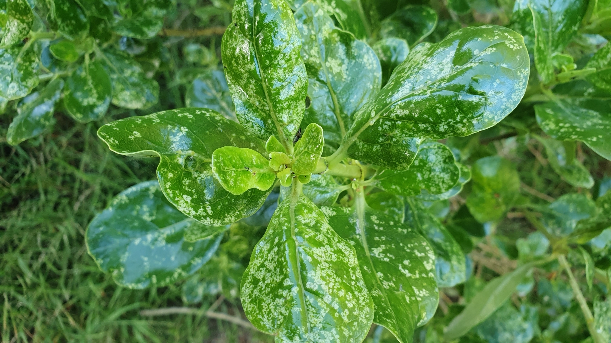 Imagem de coprosma