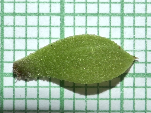 Epidendrum sodiroi, photograph 3