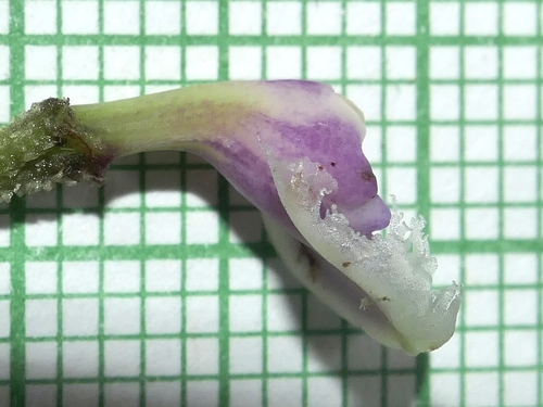 Epidendrum sodiroi, photograph 5