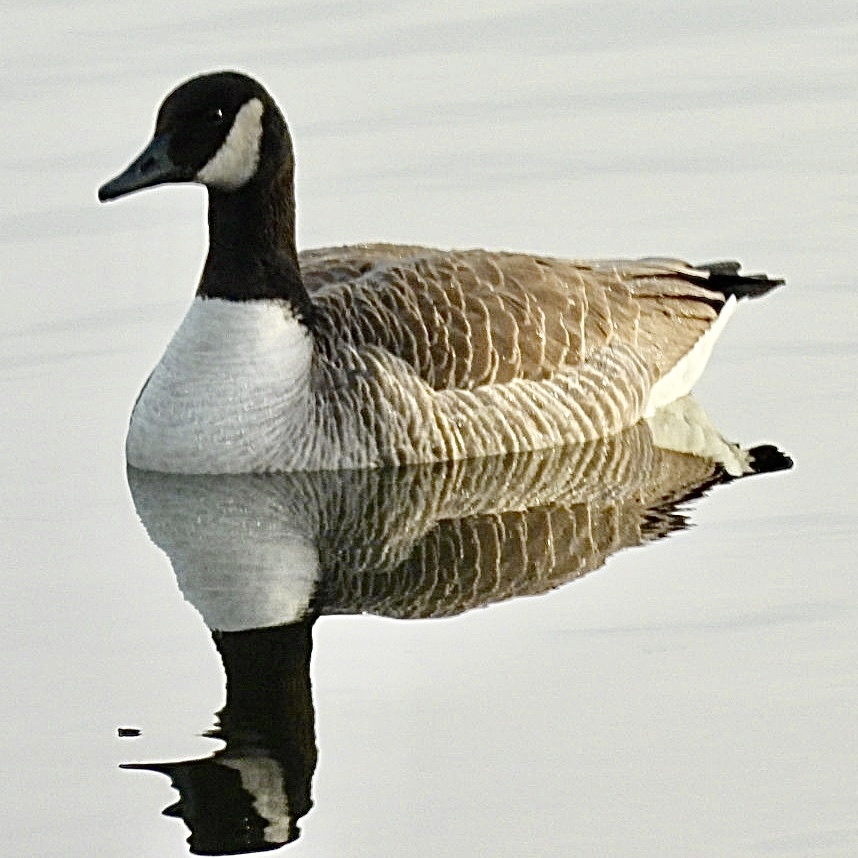 branta canadensis for the canada goose crossword