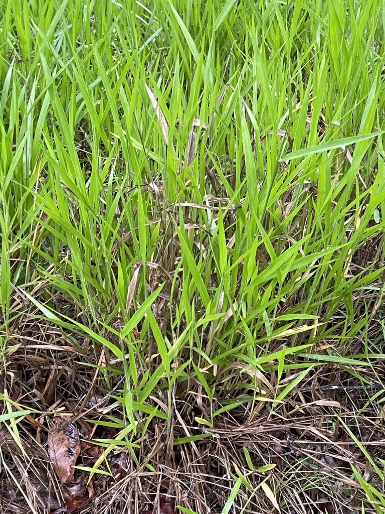 grasses from Scrub Rd, Tandur, QLD, AU on January 6, 2024 at 06:00 AM ...