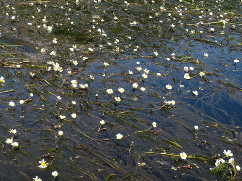 Image of Ranunculus fluitans by (c) Milan Chytrý, some rights reserved (CC BY)