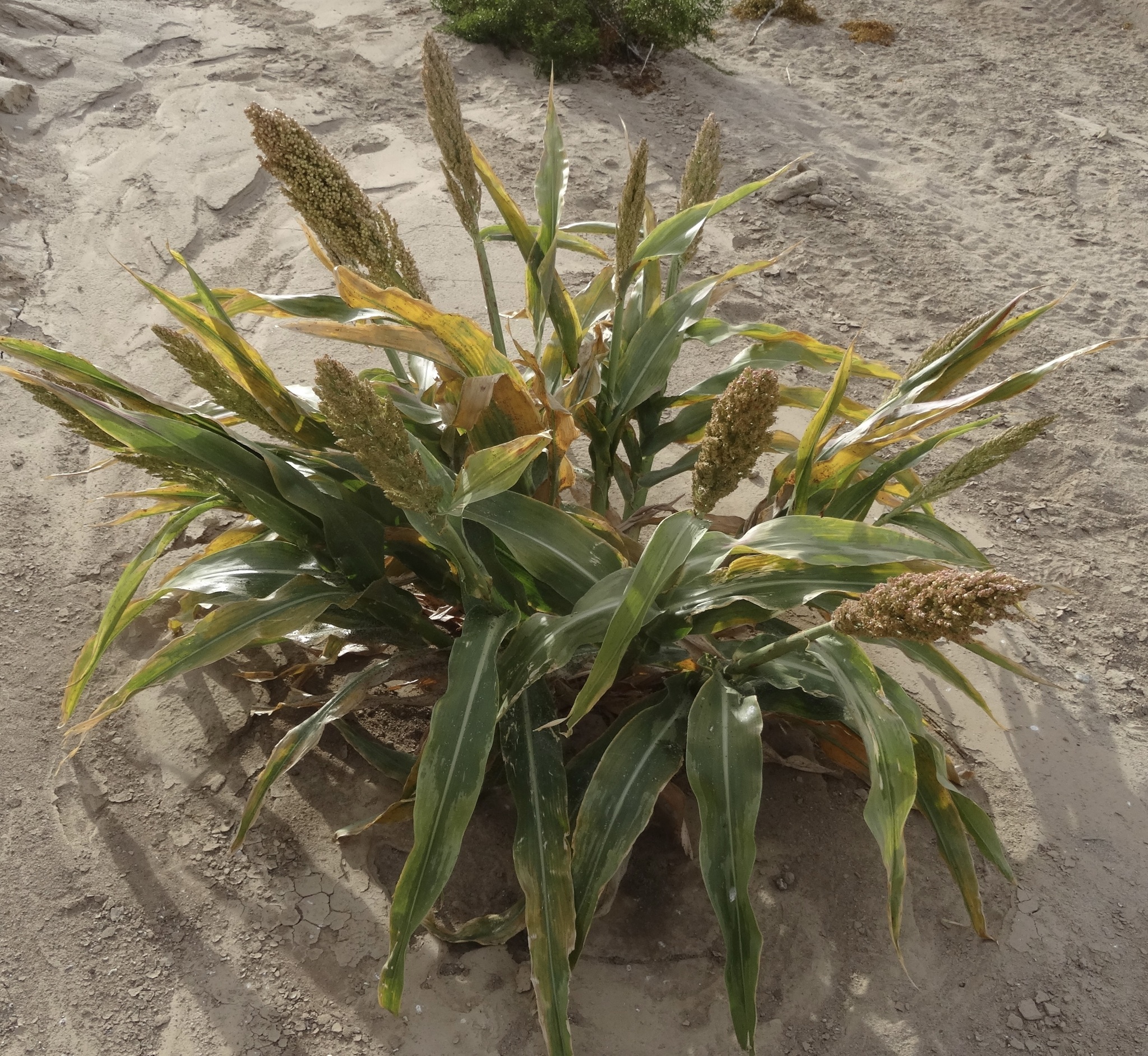 Imagem de Sorgo