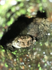Hyla japonica