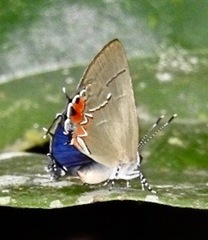 Calycopis cerata