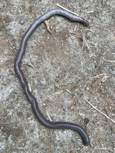 Photo of a Cardamom Hills Earth Snake (Rhinophis fergusonianus)