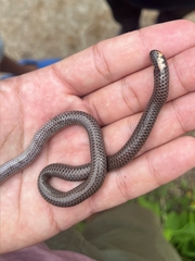 Cardamom Hills Earth Snake photo 2