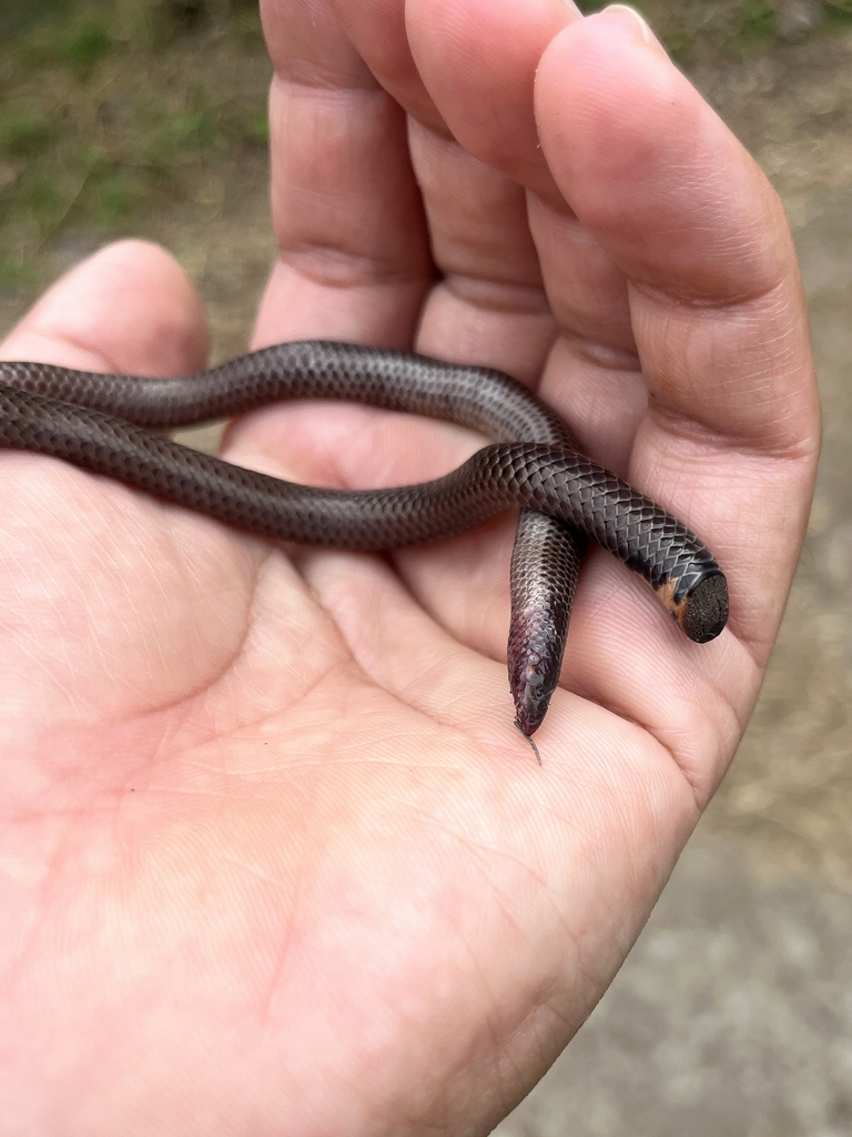Cardamom Hills Earth Snake