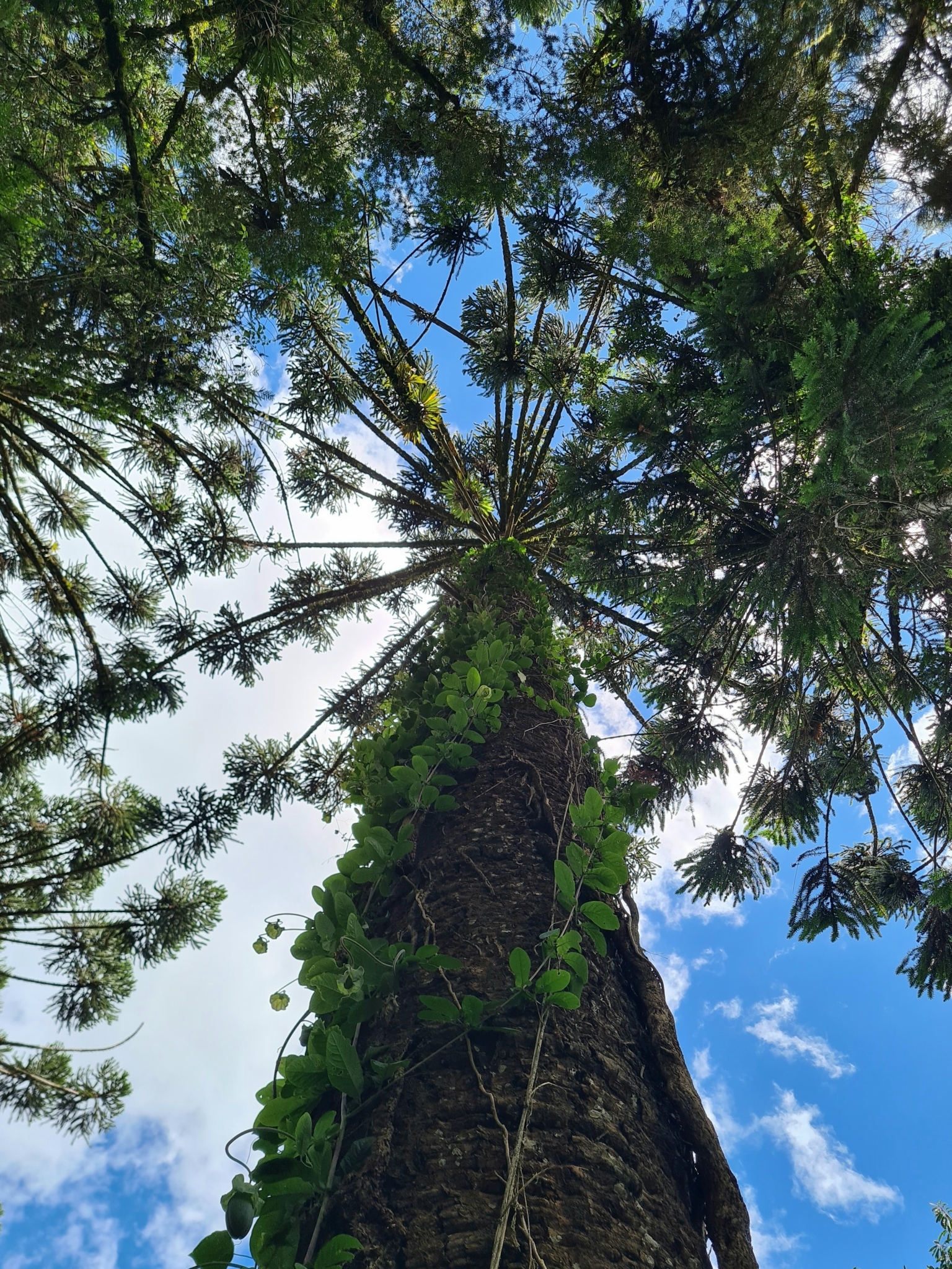 Imagem de Pinheiro-do-Paraná