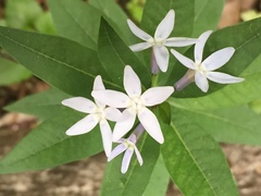 Amsonia tabernaemontana