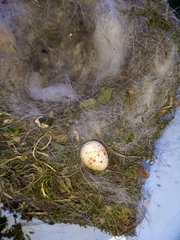 Baeolophus atricristatus