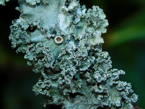 powdered ruffle lichen