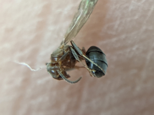戴氏时臭蚁Chronoxenus dalyi