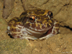 Basin White-Lipped Frog photo 4