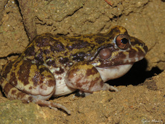 Basin White-Lipped Frog photo 5