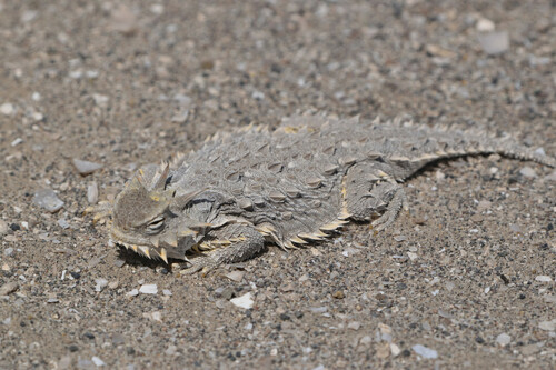 Cedros Island Horned Lizard, Phrynosoma cerroense