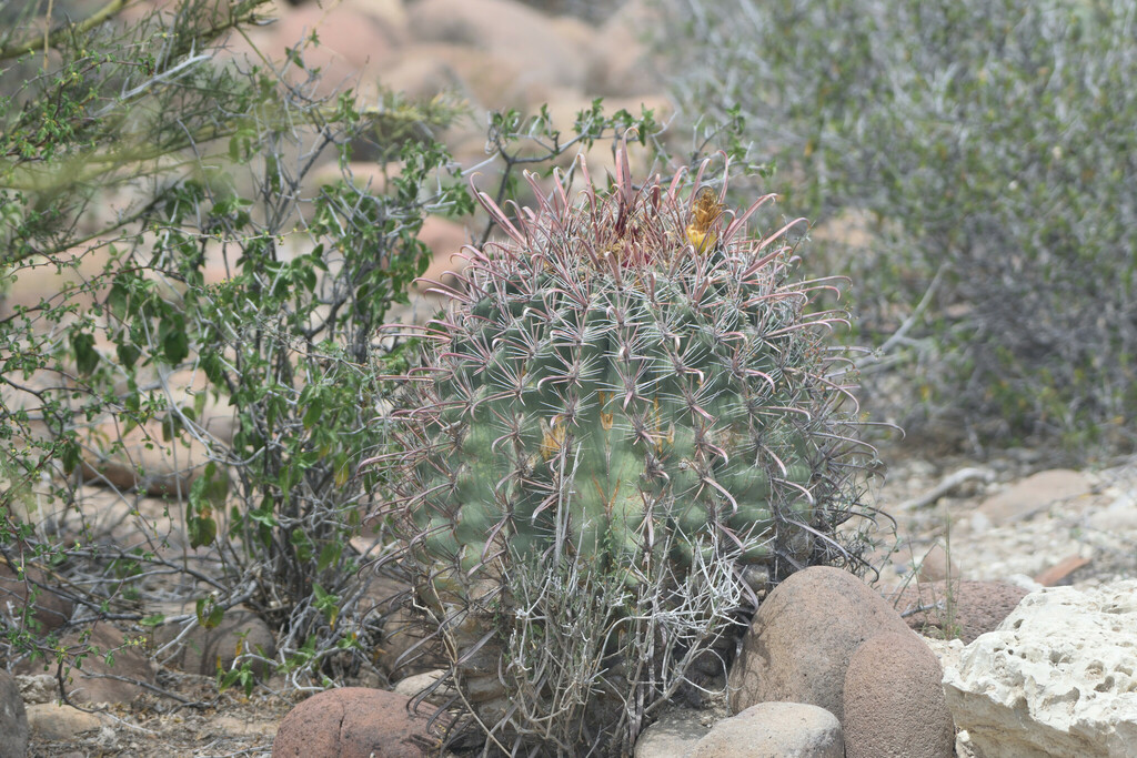 Ferocactus peninsulae, Mulegé, B.C.S., México