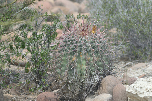 Ferocactus peninsulae