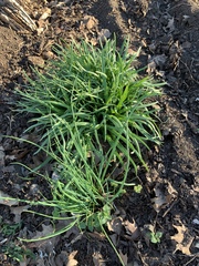 Allium schoenoprasum